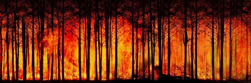 Es brennt! – Die Buschfeuer in Australien