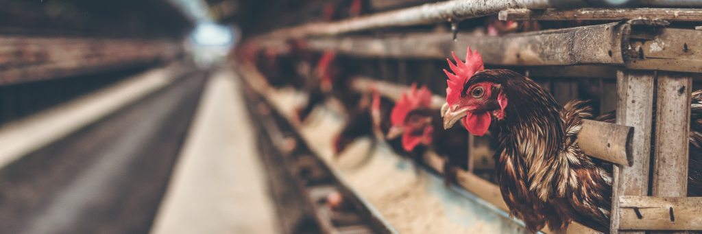 Massentierhaltung – Der Irrsinn unserer heutigen Tierhaltung
